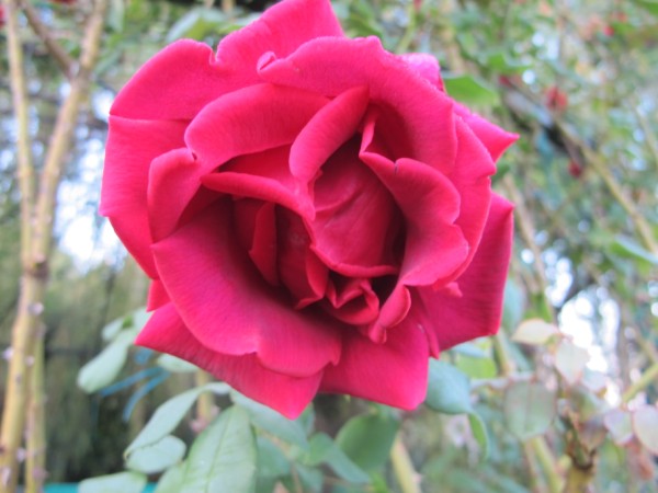 Name:  IMG_3127 (600 x 450).jpg
Views: 776
Size:  57.6 KB