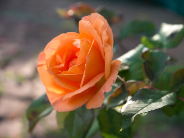 Name:  Botanic011 (600 x 451).jpg
Views: 1089
Size:  39.3 KB