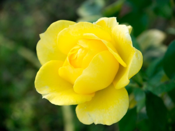 Name:  Botanic010 (600 x 451).jpg
Views: 1023
Size:  37.8 KB