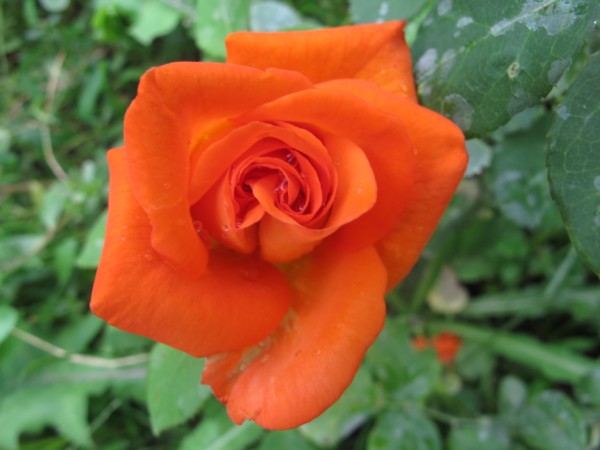 Name:  IMG_3109 (600 x 450).jpg
Views: 1095
Size:  48.8 KB