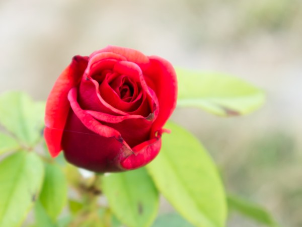 Name:  Botanic015 (600 x 451).jpg
Views: 1094
Size:  31.6 KB