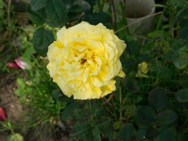 Name:  Botanic001 (600 x 451).jpg
Views: 965
Size:  58.5 KB