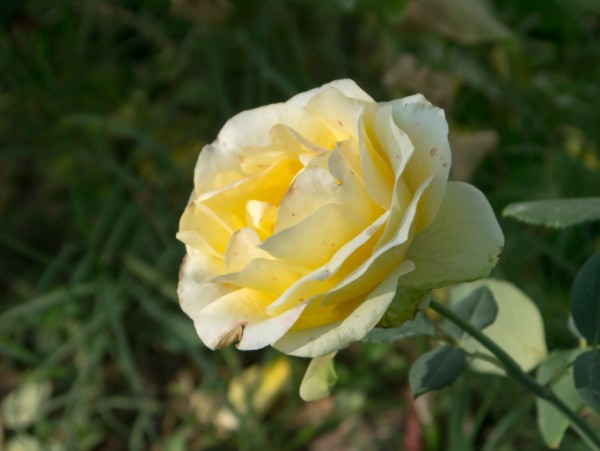 Name:  Botanic002 (600 x 451).jpg
Views: 925
Size:  44.6 KB