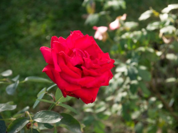 Name:  Botanic004 (600 x 451).jpg
Views: 948
Size:  51.2 KB