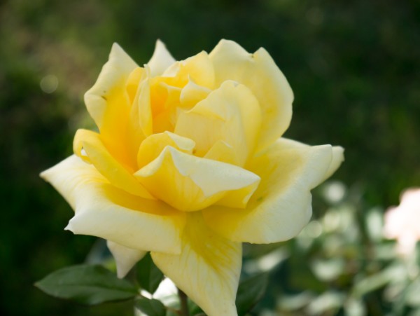 Name:  Botanic008 (600 x 451).jpg
Views: 960
Size:  37.5 KB