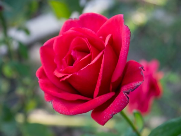Name:  Botanic009 (600 x 451).jpg
Views: 994
Size:  40.5 KB