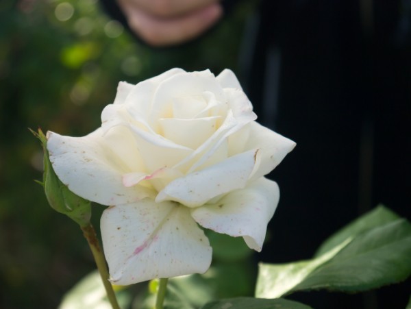 Name:  Botanic012 (600 x 451).jpg
Views: 774
Size:  33.3 KB