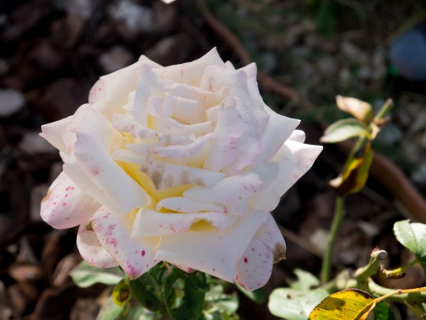 Name:  Botanic013 (600 x 451).jpg
Views: 766
Size:  51.6 KB