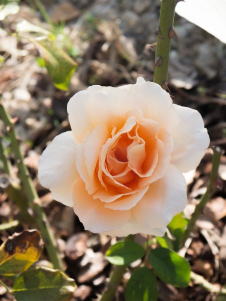 Name:  Botanic014 (451 x 600).jpg
Views: 762
Size:  58.5 KB