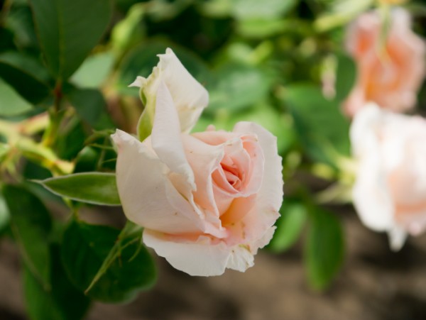 Name:  Botanic017 (600 x 451).jpg
Views: 771
Size:  41.5 KB