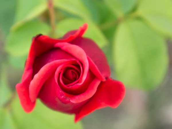 Name:  Botanic018 (600 x 451).jpg
Views: 774
Size:  33.7 KB