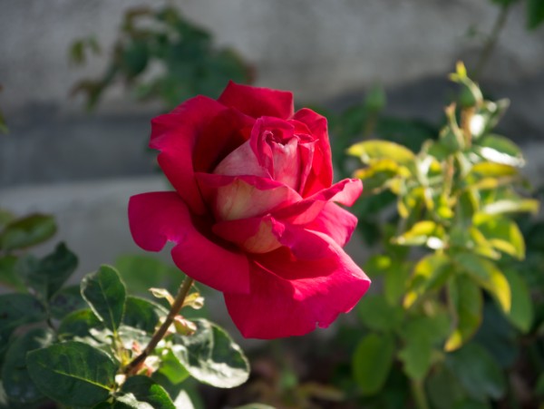 Name:  Botanic023 (600 x 451).jpg
Views: 763
Size:  47.6 KB
