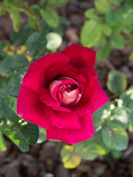 Name:  Botanic024 (451 x 600).jpg
Views: 749
Size:  46.0 KB