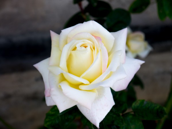 Name:  Botanic025 (600 x 451).jpg
Views: 760
Size:  35.5 KB