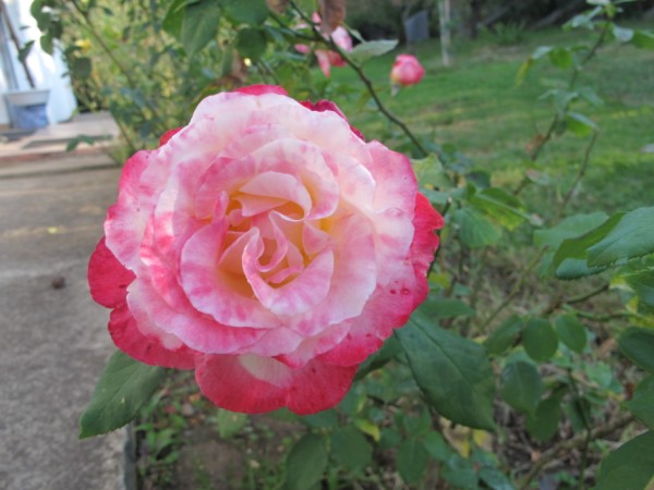 Name:  IMG_3148 (600 x 450).jpg
Views: 1067
Size:  60.6 KB