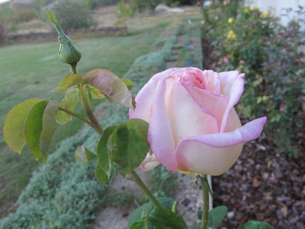 Name:  IMG_3129 (600 x 450).jpg
Views: 1068
Size:  60.0 KB