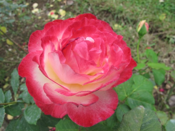 Name:  IMG_3106 (600 x 450).jpg
Views: 1016
Size:  59.3 KB