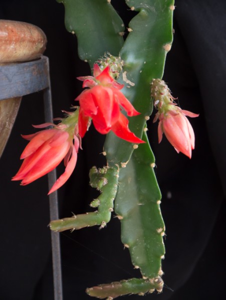 Name:  Botanic022 (451 x 600).jpg
Views: 1010
Size:  47.0 KB