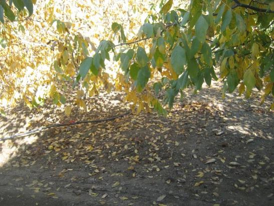 Name:  yaprak dkm1.jpg
Views: 1266
Size:  56.3 KB