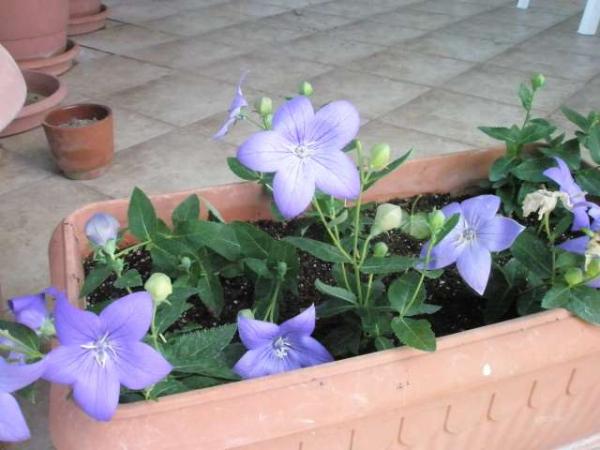 Name:  yeni resimler 079.jpg
Views: 1755
Size:  38.1 KB