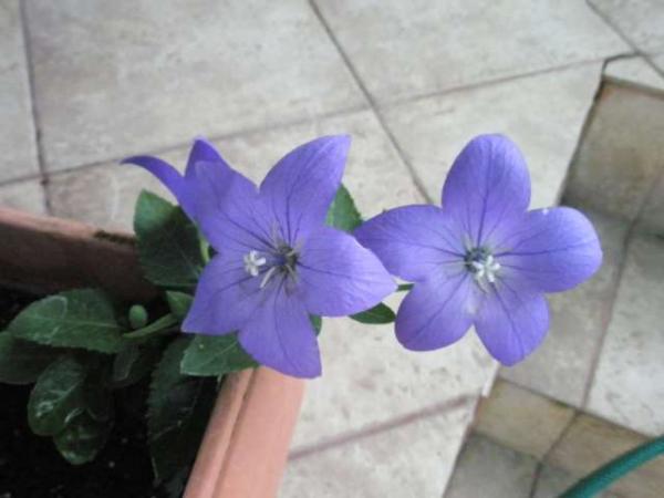 Name:  yeni resimler 080.jpg
Views: 1528
Size:  26.8 KB