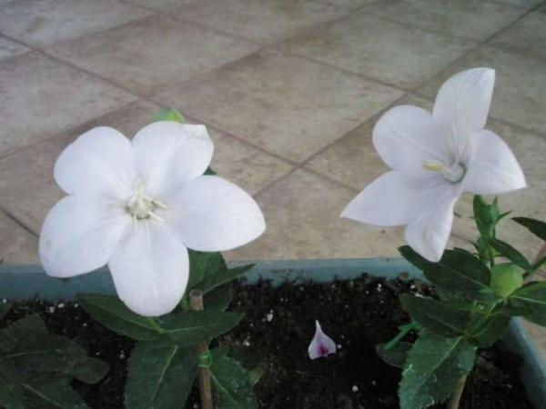 Name:  yeni resimler 082.jpg
Views: 1397
Size:  28.5 KB