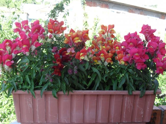 Name:  SAM_3881.jpg
Views: 537
Size:  59.6 KB