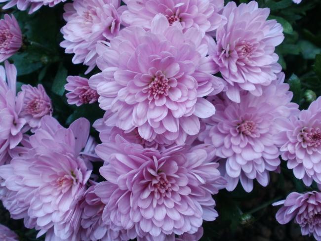Name:  P1010468a.jpg
Views: 485
Size:  52.7 KB