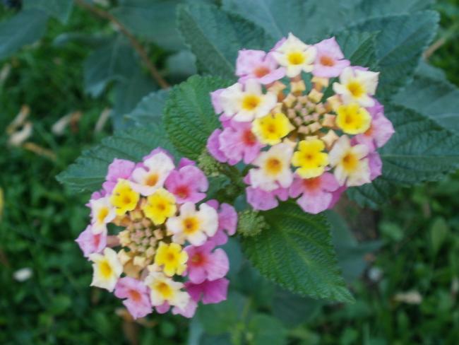 Name:  P1010510a.jpg
Views: 687
Size:  39.0 KB