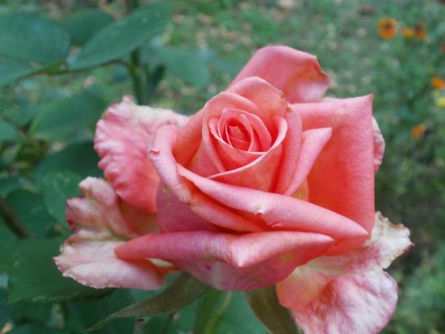 Name:  P1010491a.jpg
Views: 610
Size:  34.4 KB