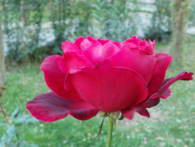 Name:  P1010507a.jpg
Views: 661
Size:  35.1 KB