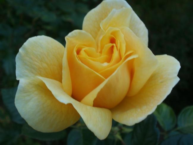 Name:  P1010522a.jpg
Views: 663
Size:  25.3 KB