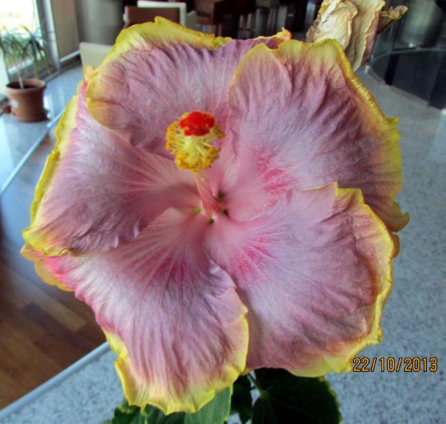 Name:  IMG_1142.jpg
Views: 604
Size:  52.4 KB