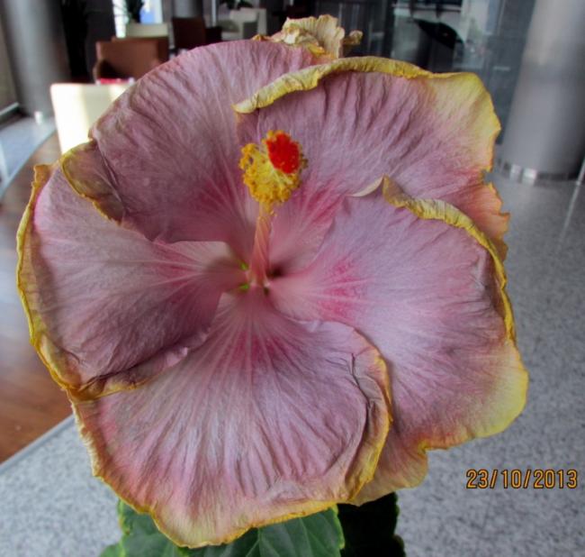 Name:  IMG_1147.jpg
Views: 639
Size:  51.3 KB
