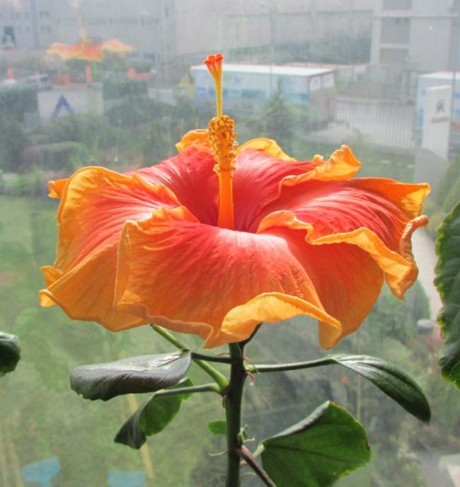 Name:  IMG_1195.jpg
Views: 657
Size:  50.8 KB