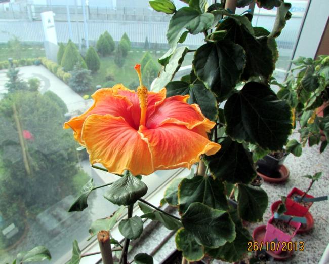 Name:  IMG_1209.jpg
Views: 620
Size:  59.8 KB