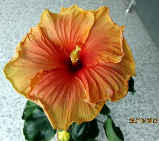 Name:  IMG_1211.jpg
Views: 1314
Size:  49.6 KB