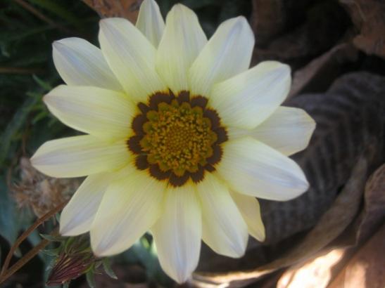 Name:  gazanya 1.jpg
Views: 888
Size:  23.9 KB
