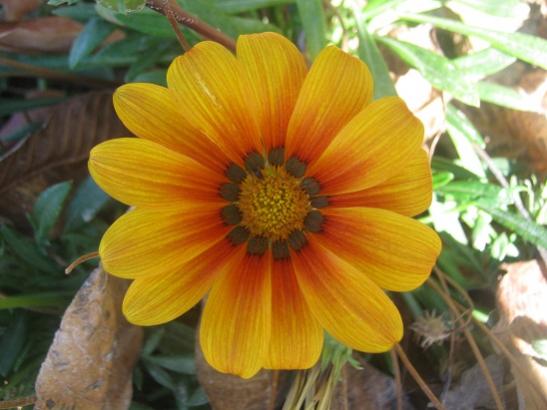 Name:  gazanya2.jpg
Views: 1105
Size:  34.2 KB