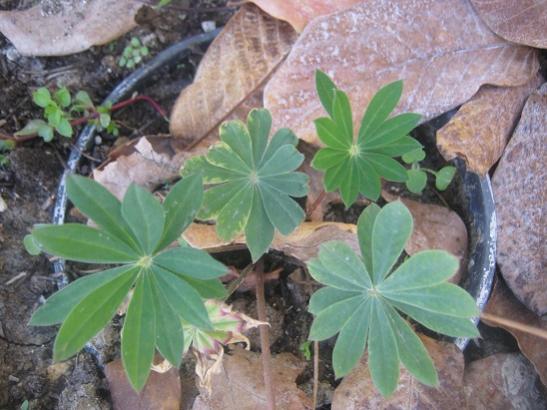 Name:  lupin.jpg
Views: 1100
Size:  42.5 KB