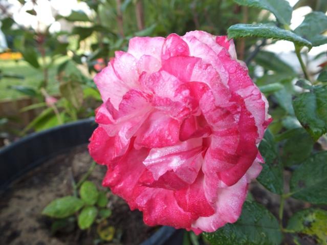 Name:  DSCF2944.jpg
Views: 533
Size:  43.5 KB