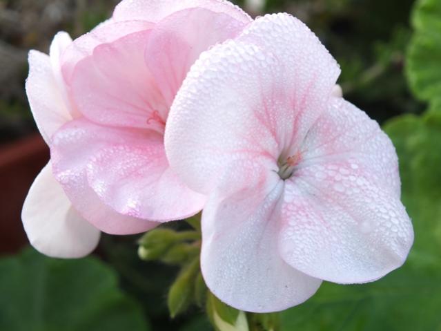 Name:  DSCF2949.jpg
Views: 418
Size:  29.8 KB