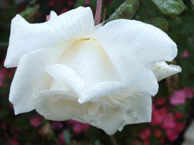 Name:  DSCF2958.jpg
Views: 417
Size:  29.7 KB