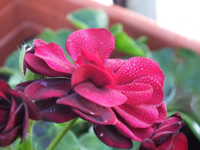 Name:  DSCF2953.jpg
Views: 416
Size:  38.8 KB
