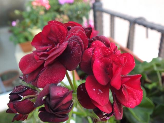 Name:  DSCF2952.jpg
Views: 456
Size:  39.3 KB
