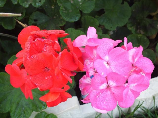 Name:  DSCF2951.jpg
Views: 425
Size:  41.1 KB