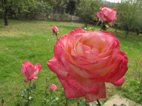 Name:  IMG_3184 (600 x 450).jpg
Views: 799
Size:  62.7 KB