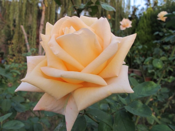 Name:  IMG_3196 (600 x 450).jpg
Views: 808
Size:  53.0 KB