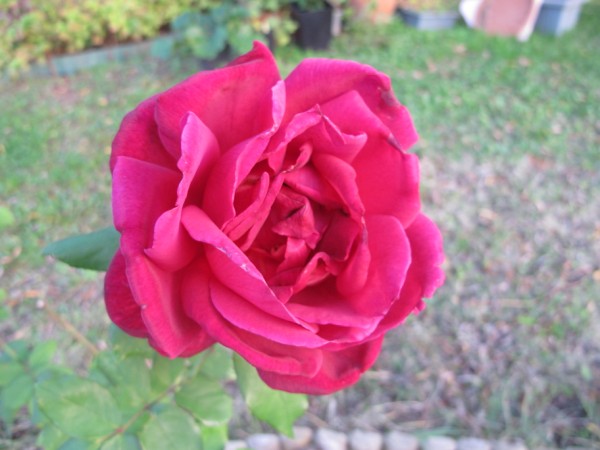 Name:  IMG_3192 (600 x 450).jpg
Views: 1041
Size:  58.4 KB