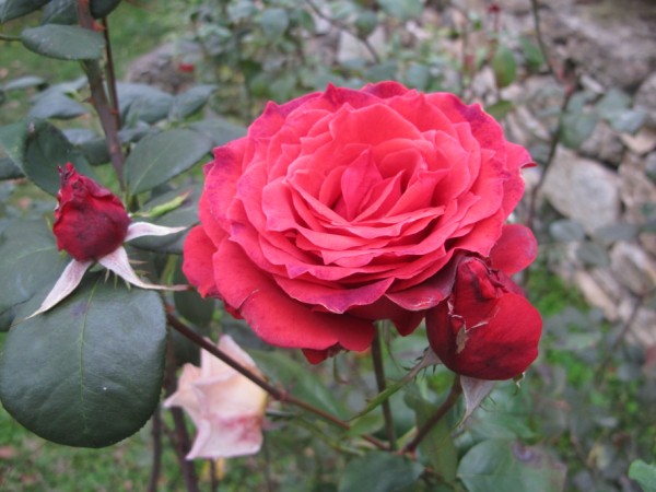 Name:  IMG_3205 (600 x 450).jpg
Views: 1005
Size:  64.7 KB